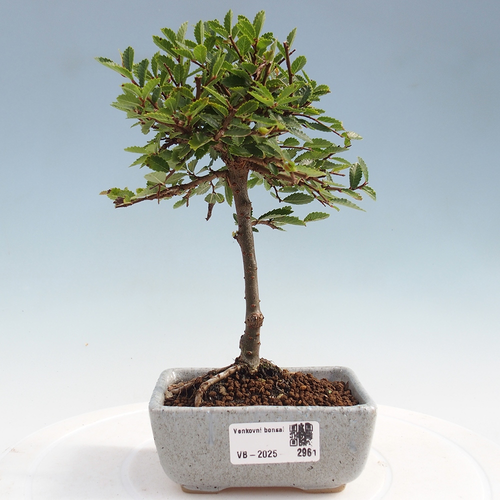 Vonkajší bonsai - Ulmus parvifolia Sagei - Malolistý brest