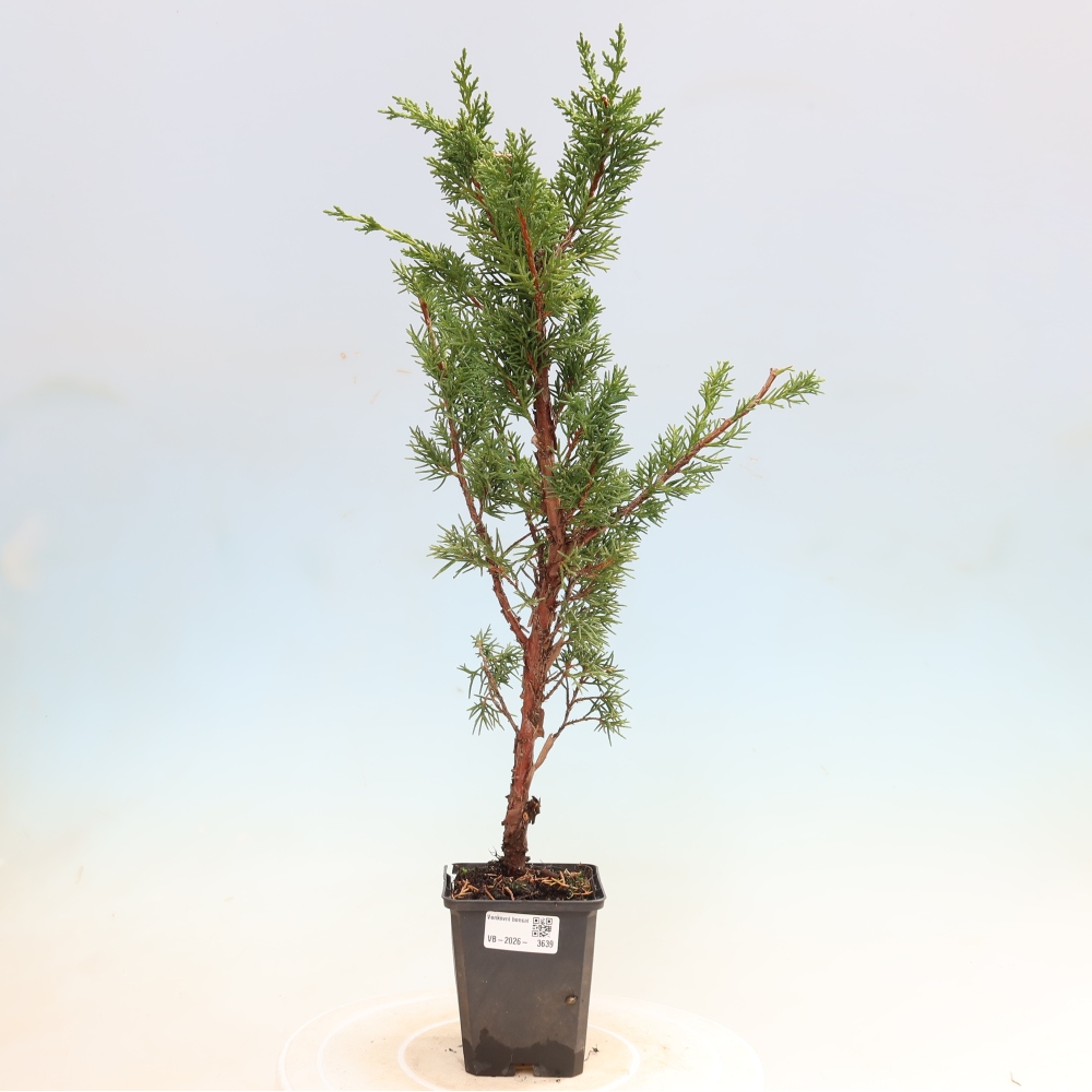 Vonkajší bonsaj - Juniperus chinensis Kishu