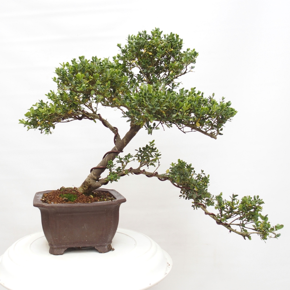 Izbová bonsai - Ilex crenata - Cezmína