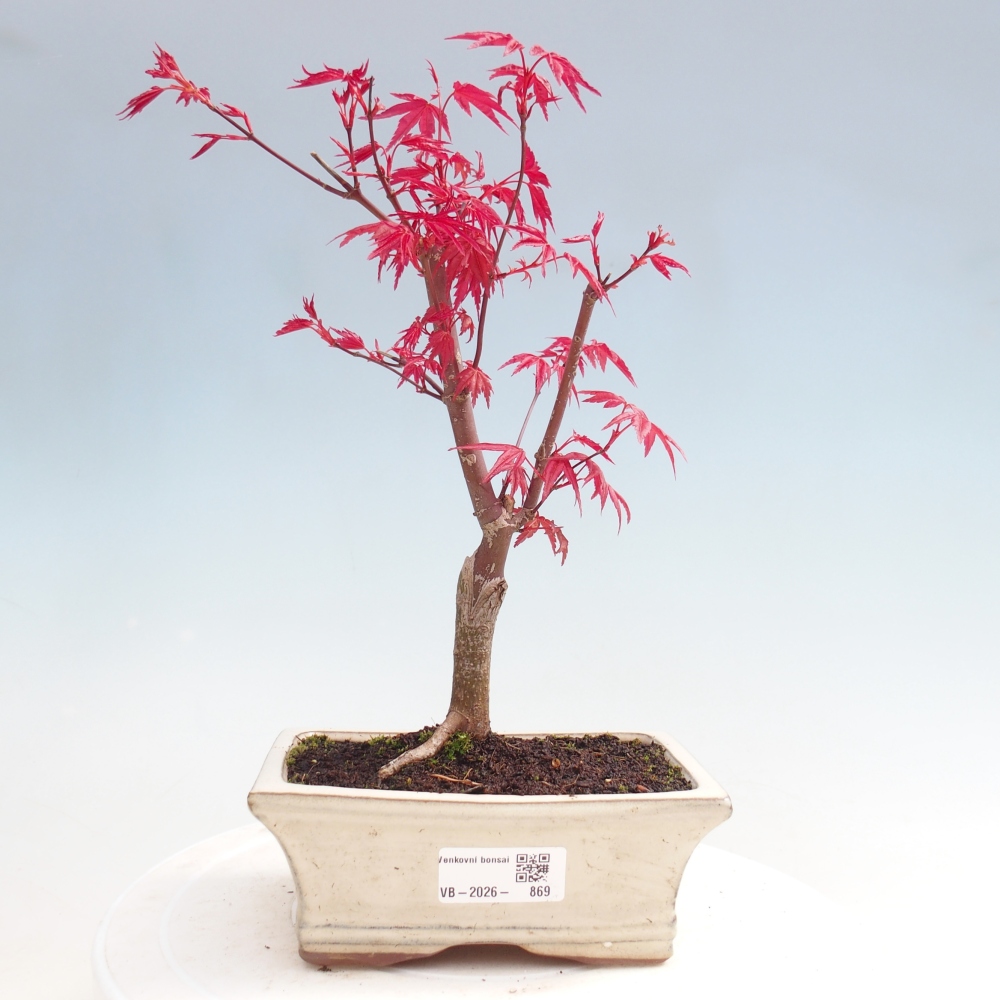 Vonkajší bonsaj - Acer palmatum DESHOJO