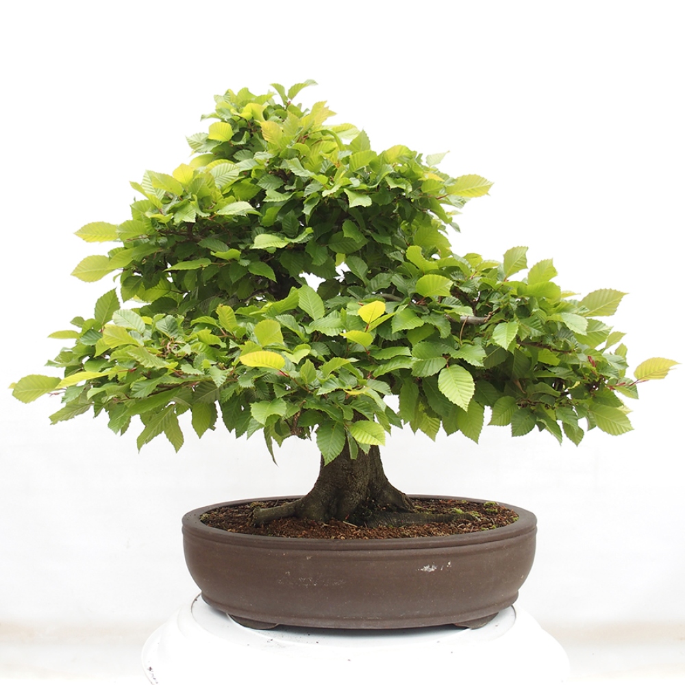 Vonkajší bonsai - Hrab obyčajný - Carpinus betulus