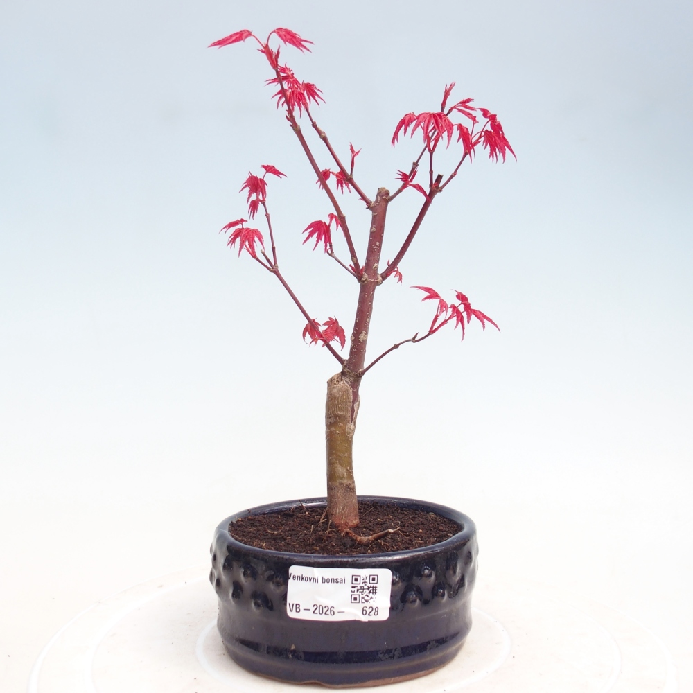 Vonkajšie bonsai - Javor dlaňolistý - Acer palmatum DESHOJO