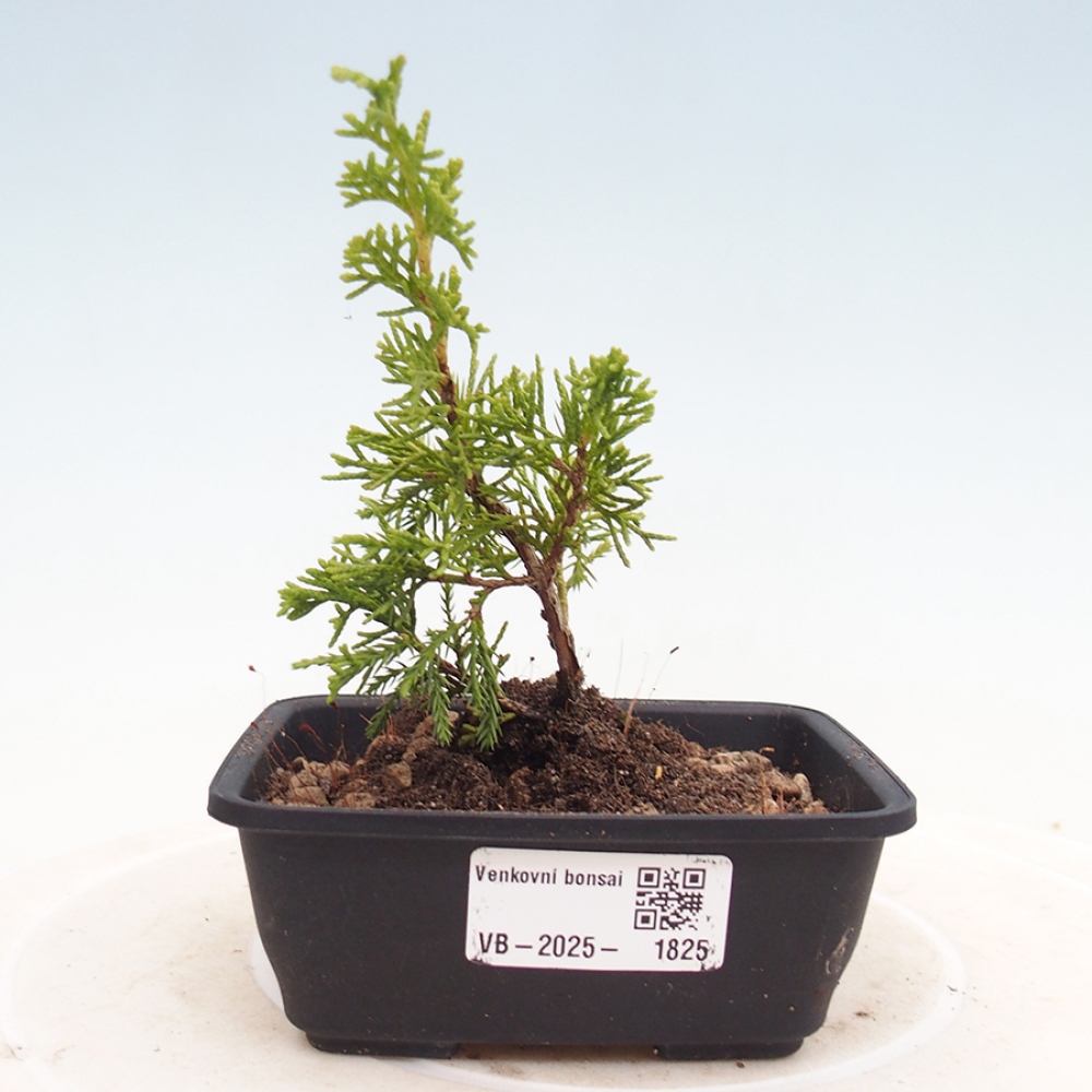 Vonkajší bonsai - Juniperus chinensis Itoigawa -Jalovec čínsky