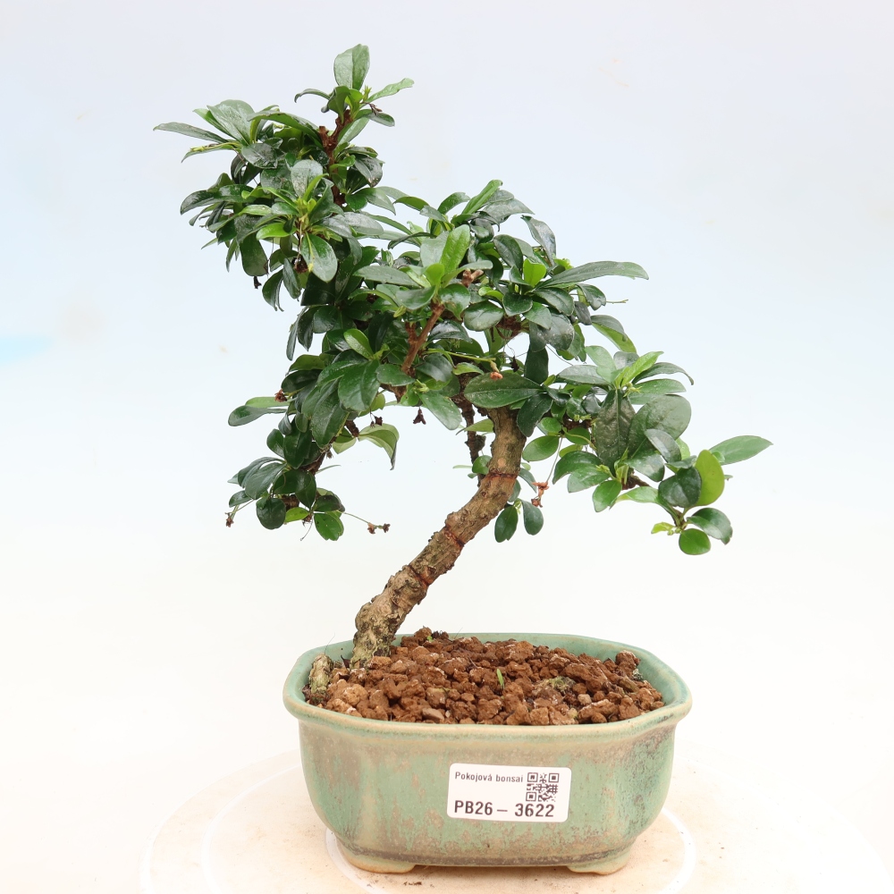 Izbové bonsaje - Carmona macrophylla - Tea fuki