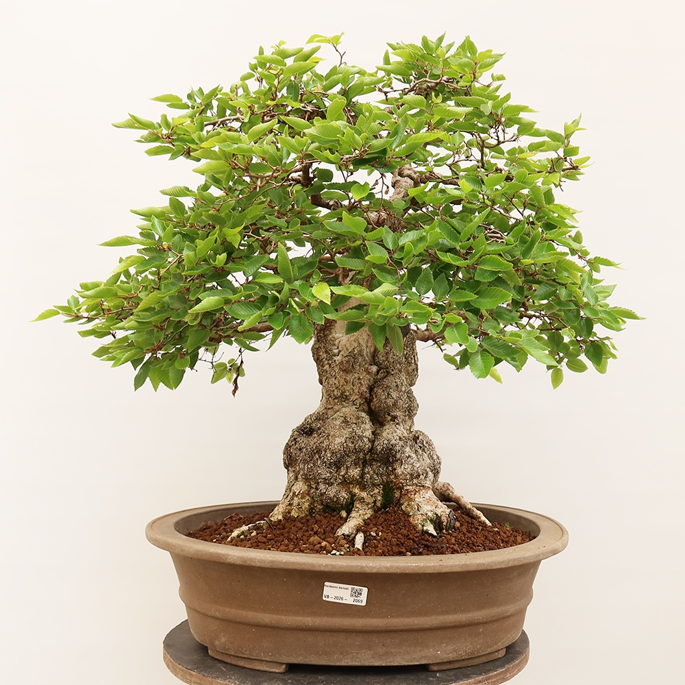 Vonkajší bonsai -Carpinus Coreana - Hrab kórejský