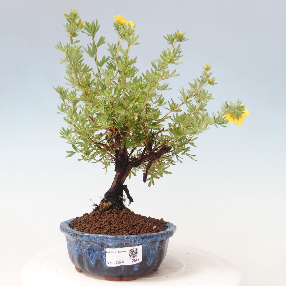 Vonkajšia bonsai-Nátržník krovitá - potentila fruticosa yellow Bird