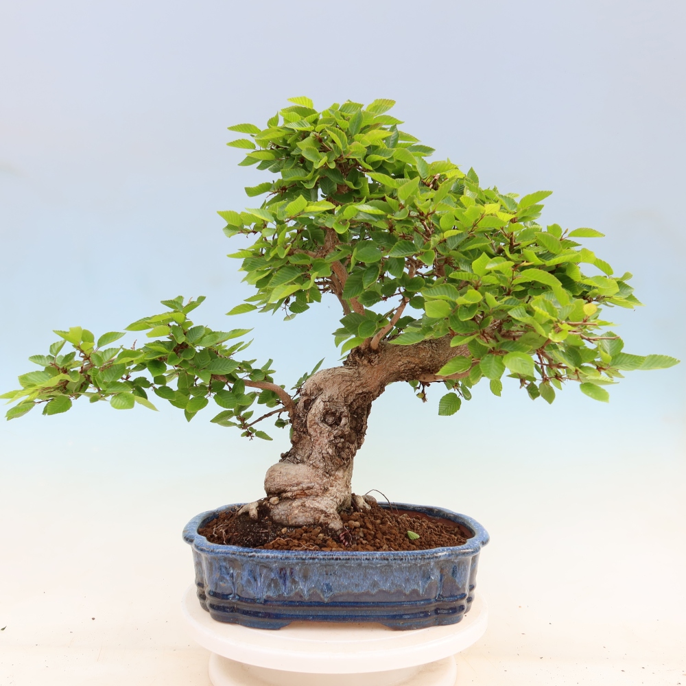 Vonkajší bonsaj -Carpinus coreana - Hrab kórejský