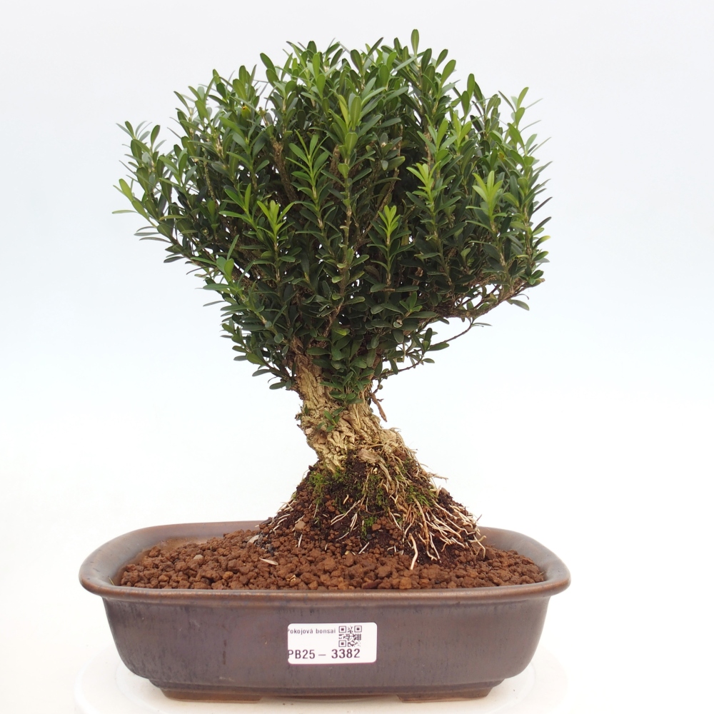 Izbové bonsaje - Buxus harlandii - korkový buxus