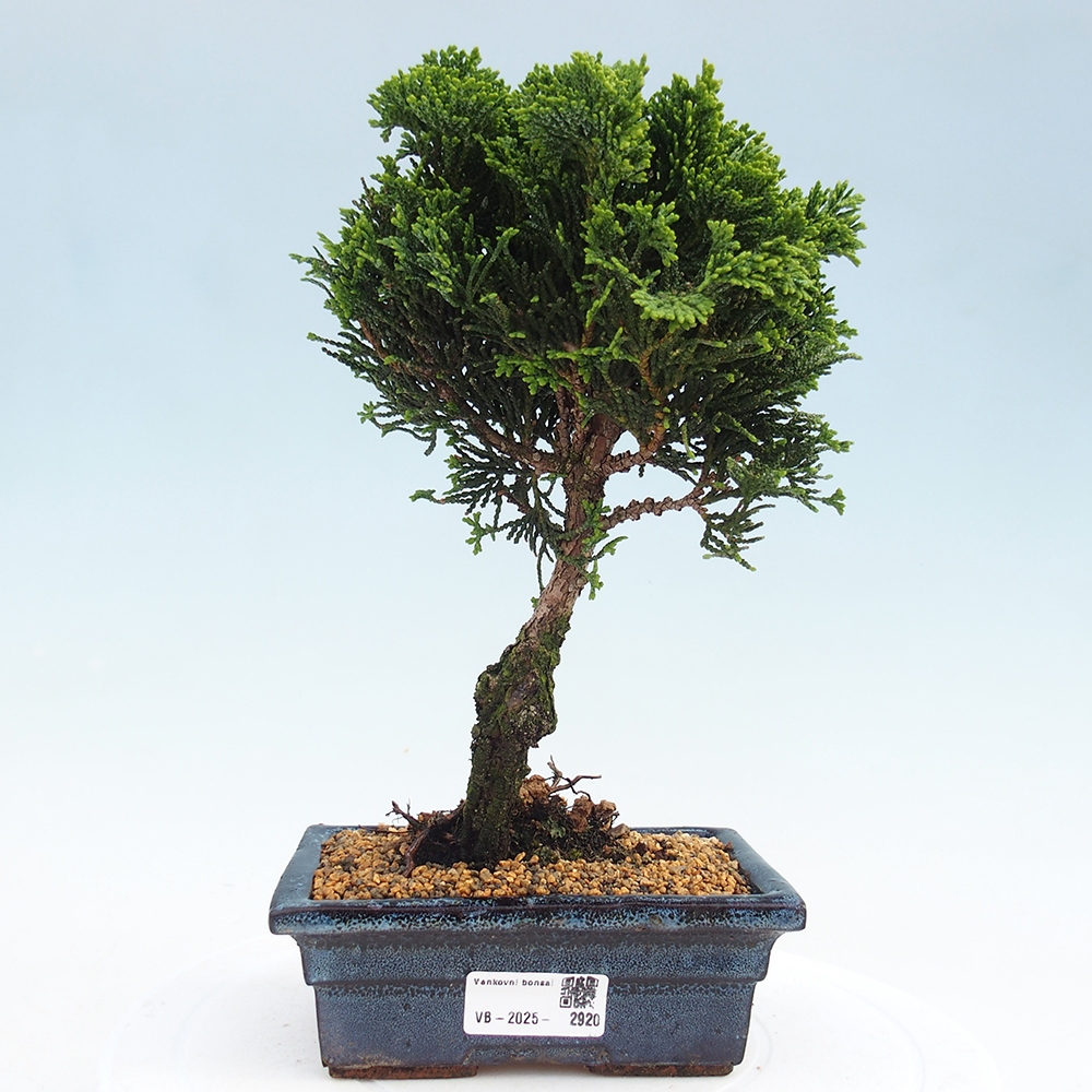 Vonkajšie bonsai - Cham.pis obtusa Nana Gracilis - Cypruštek