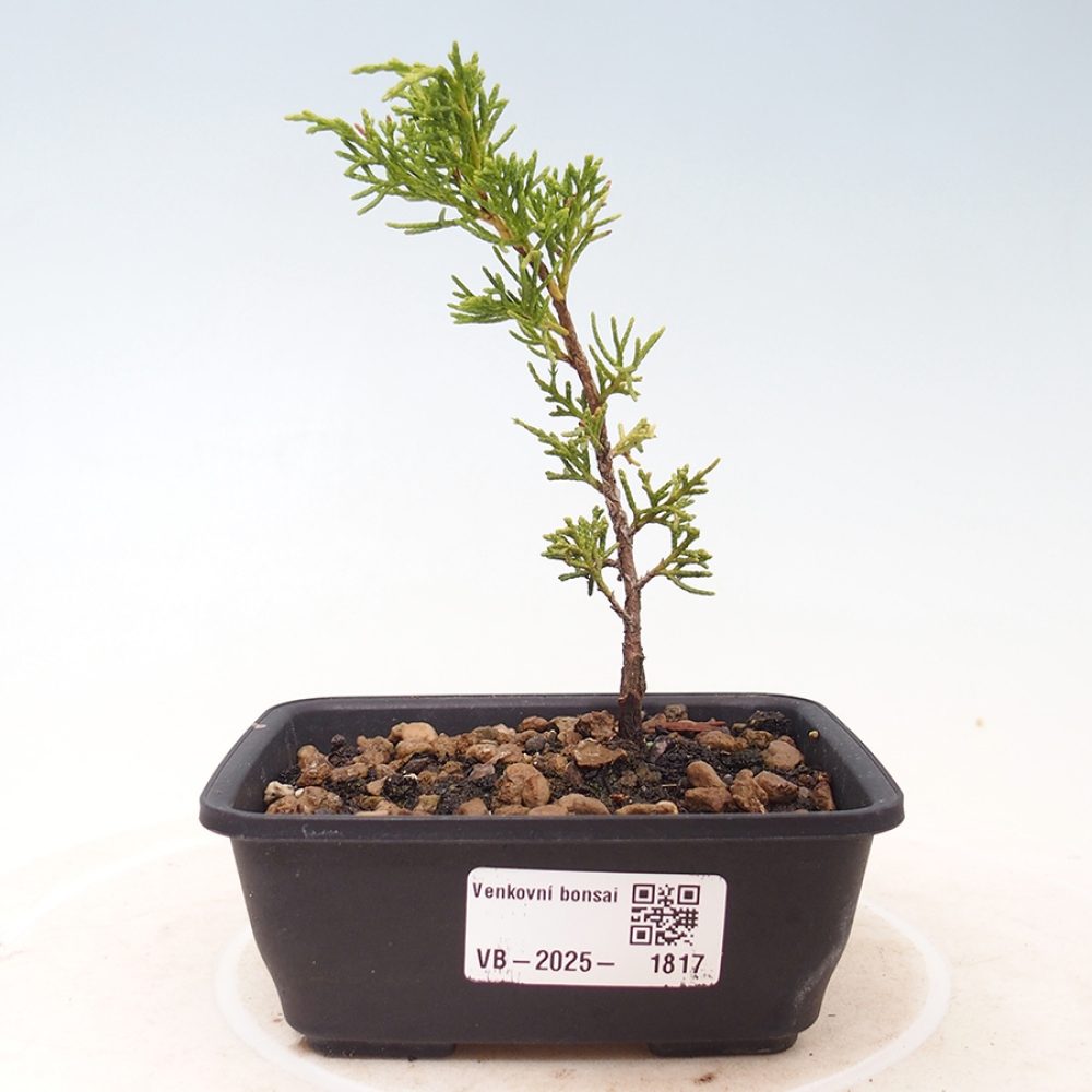 Vonkajší bonsai - Juniperus chinensis Itoigawa -Jalovec čínsky