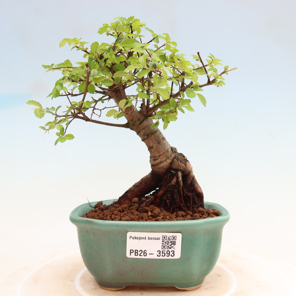 Izbový bonsaj - Ulmus parvifolia - brest malolistý