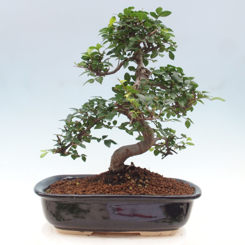 Izbová bonsai - Ulmus parvifolia - Malolistý brest