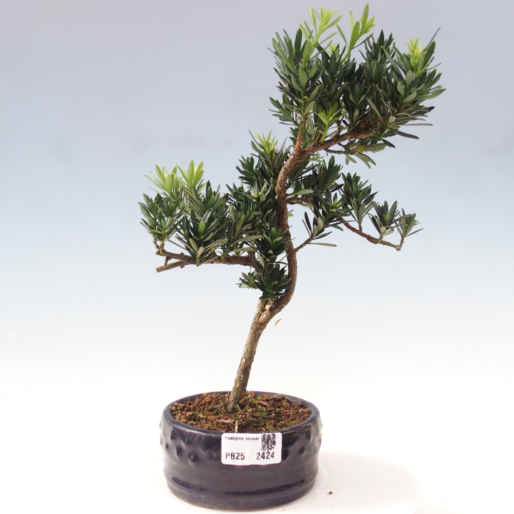 Izbová bonsai - Podocarpus - Kamenný tis