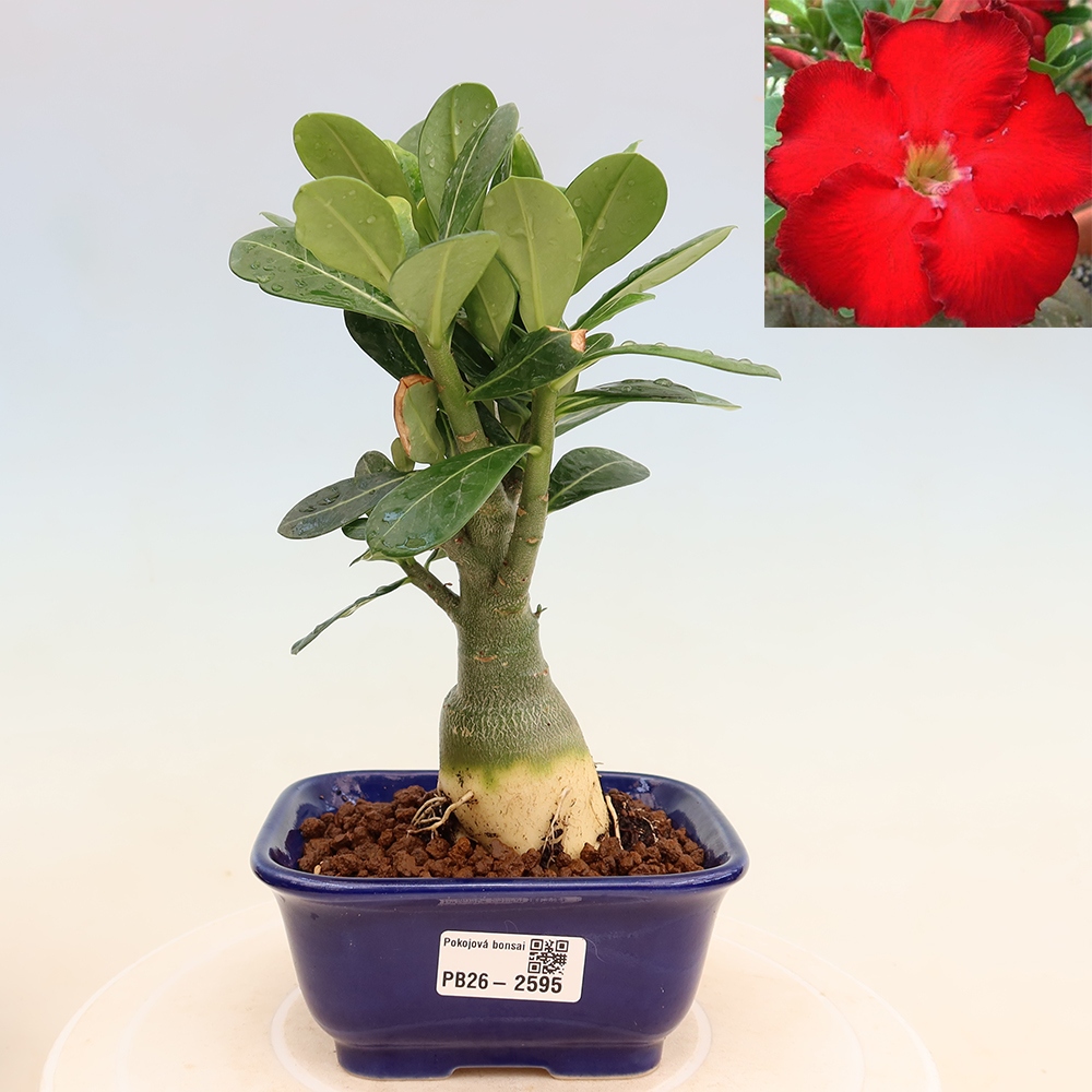 Izba bonsai – Adenium obesum Red Star – Púštna ruža
