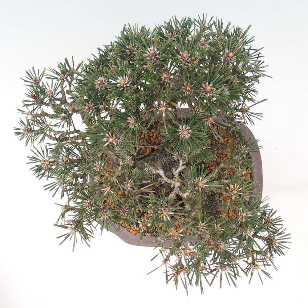 Vonkajší bonsaj - Pinus thunbergii Kotobuki - borovica Thunbergova