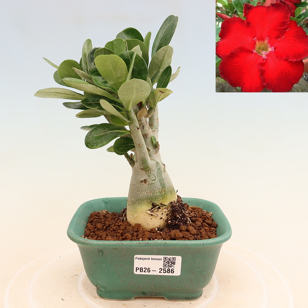 Izba bonsai – Adenium obesum Red Star – Púštna ruža