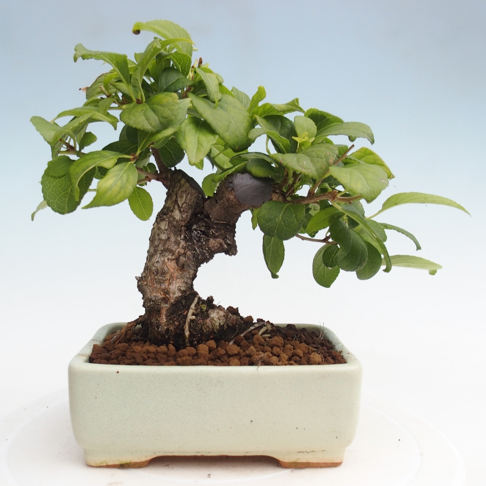 Vonkajšie bonsai - Celastrus Jesenec