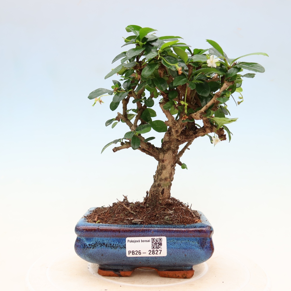 Izbové bonsaje - Carmona macrophylla - Tea fuki