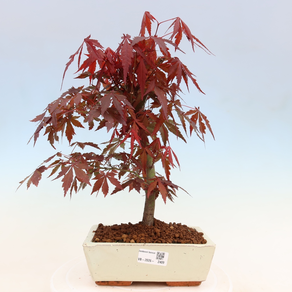 Vonkajšia bonsaj - palma Acer. Atropurpureum-Javor palmový