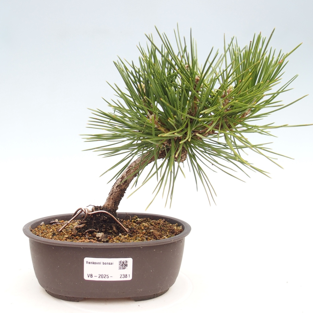 Vonkajší bonsai - Pinus thunbergii - Borovica thunbergova