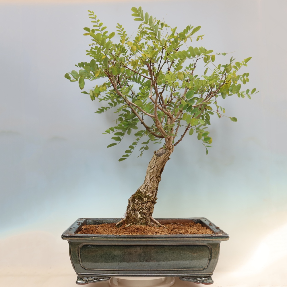 Vonkajší bonsai – trnovník akát – Robinia pseudoacacia