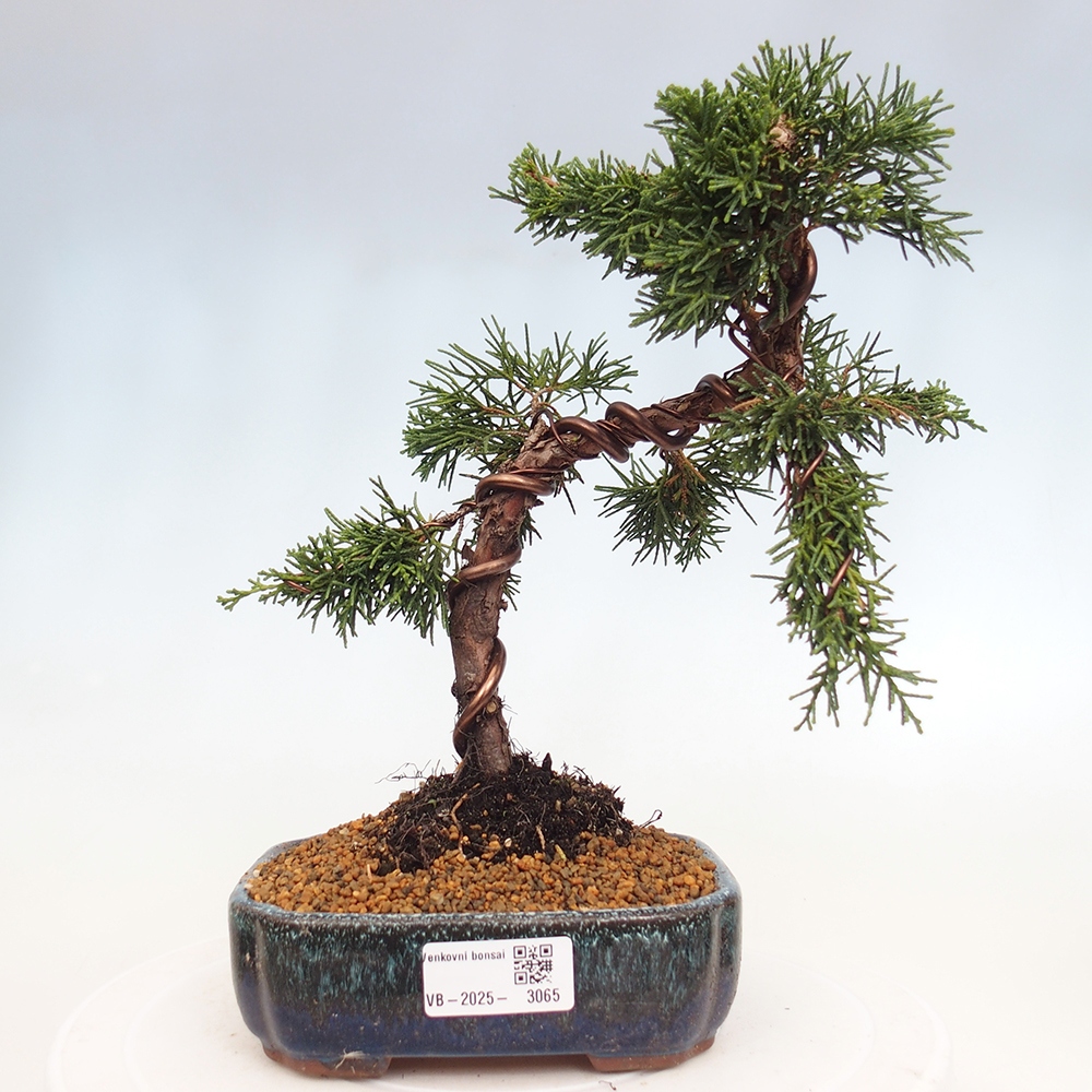 Vonkajší bonsai - Juniperus chinensis Kishu -Jalovec čínsky