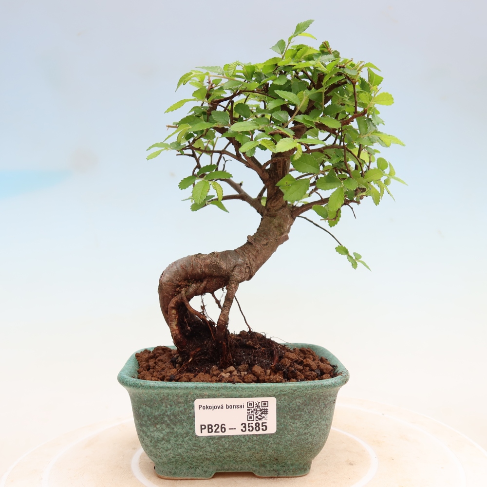 Izbový bonsaj - Ulmus parvifolia - brest malolistý