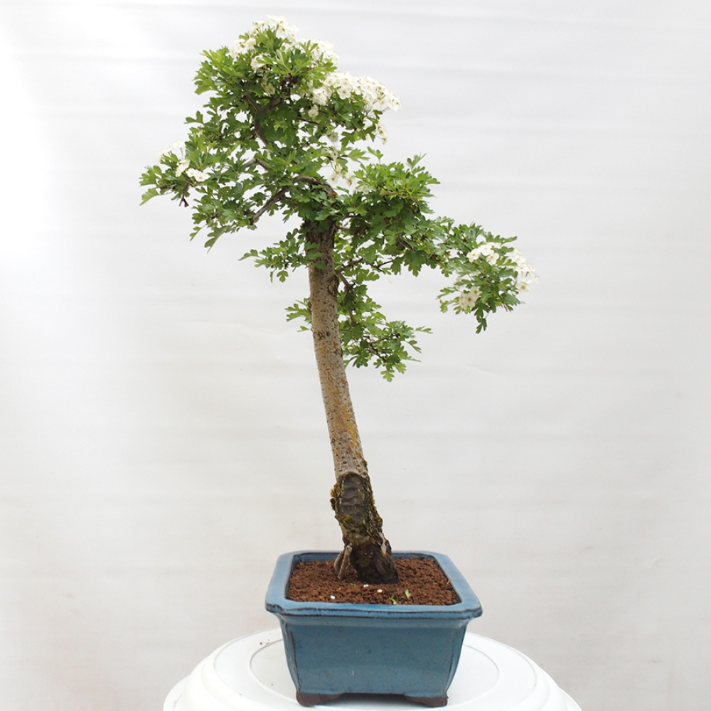 Vonkajší bonsai - Hloh - Crataegus monogyna