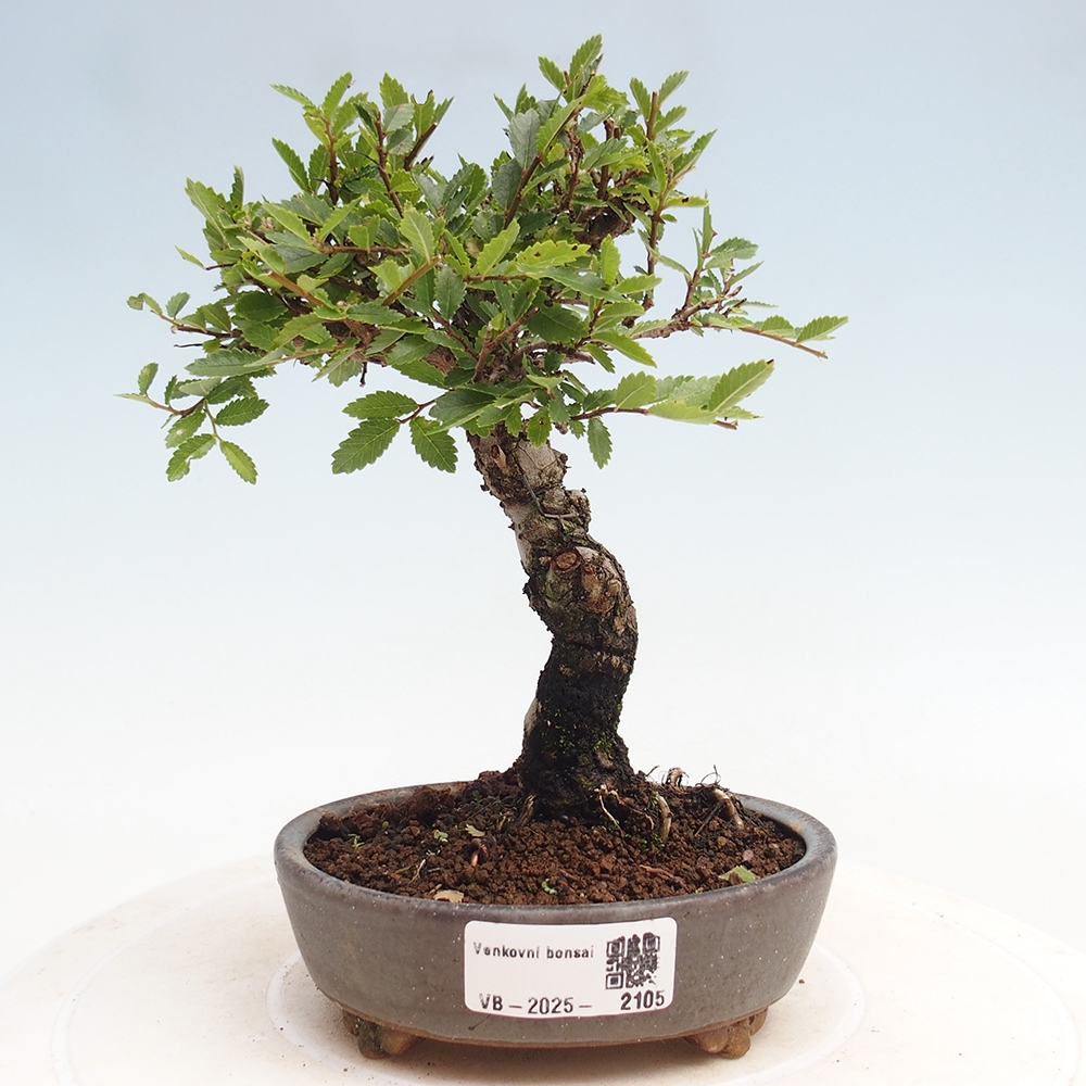Vonkajšie bonsai - Zelkova - Zelkova Nirom