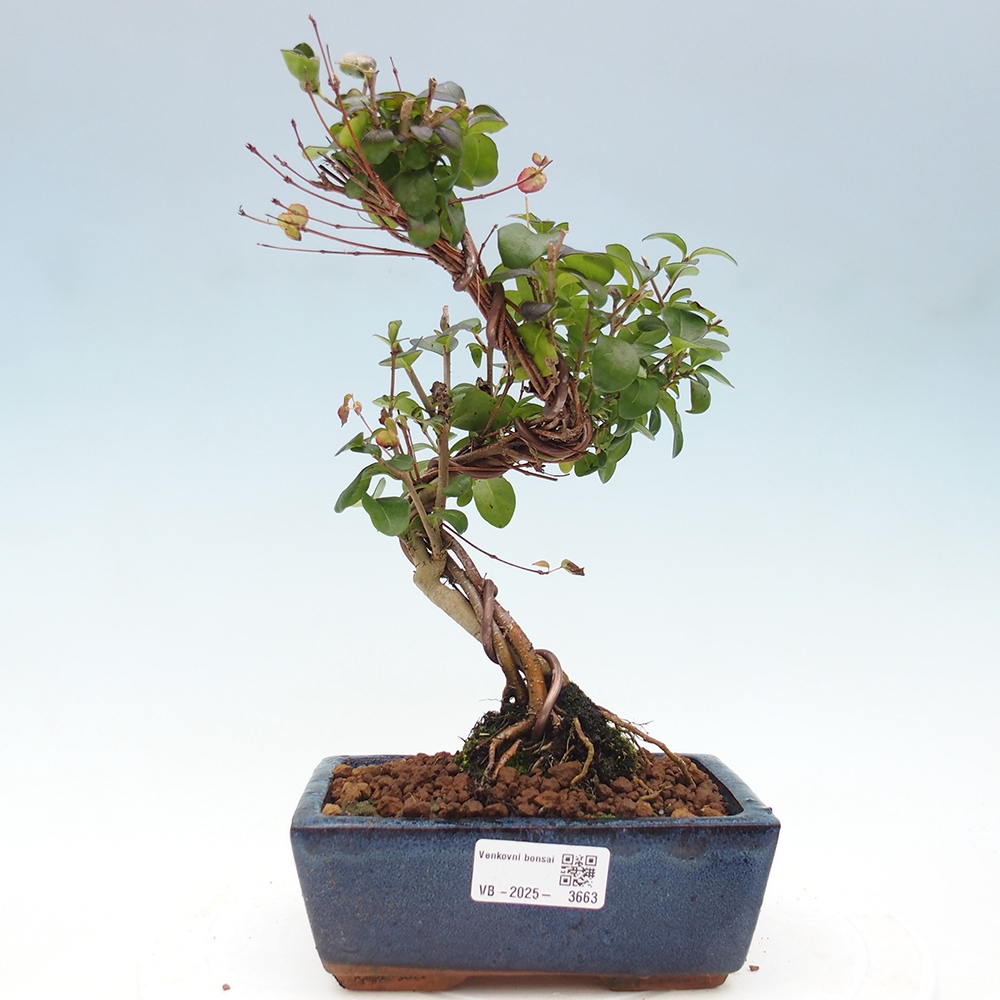 Vonkajší bonsai - Ligustrum vulgare - Vtáčí zob