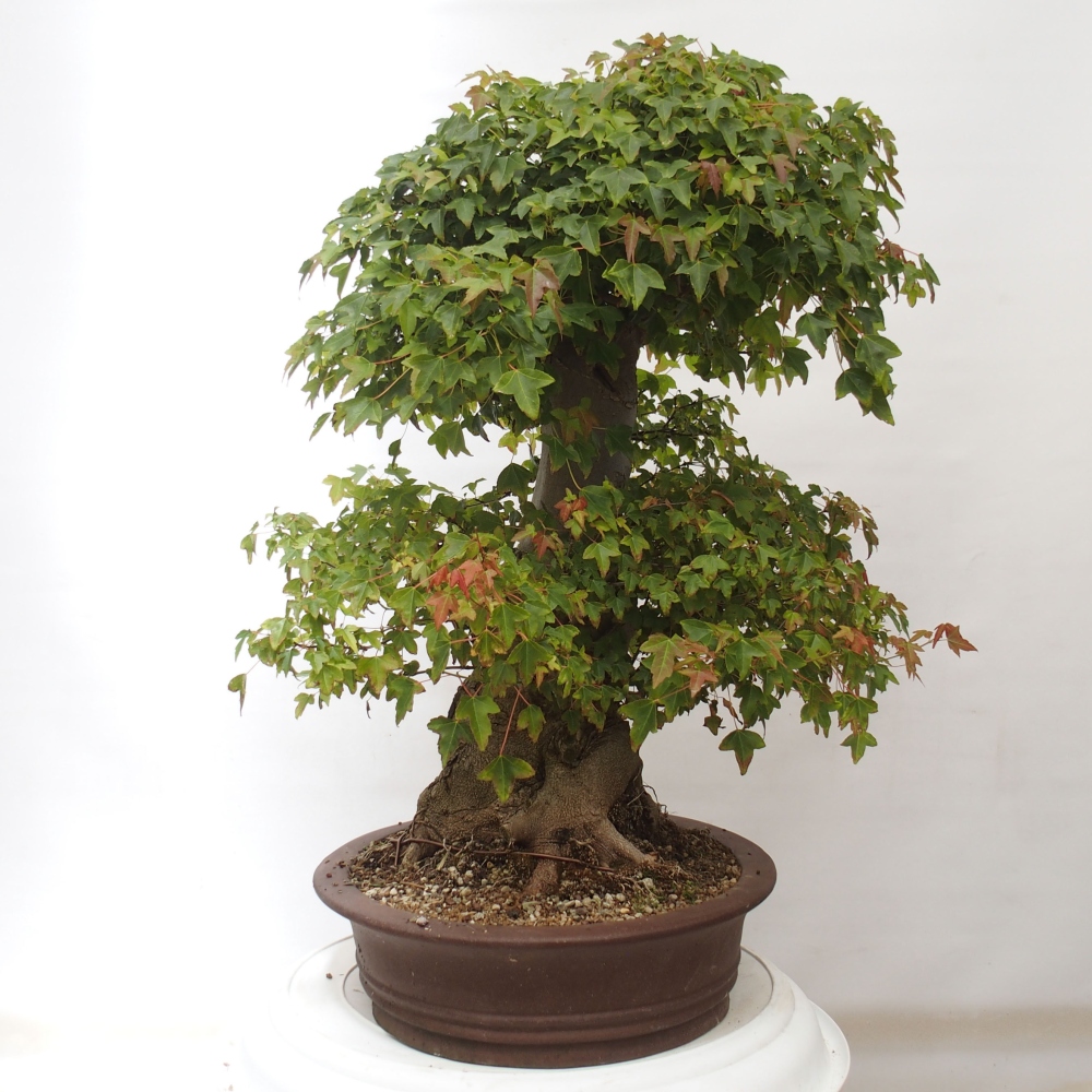 Vonkajšie bonsai - Javor Buergerianum - Javor Burgerův