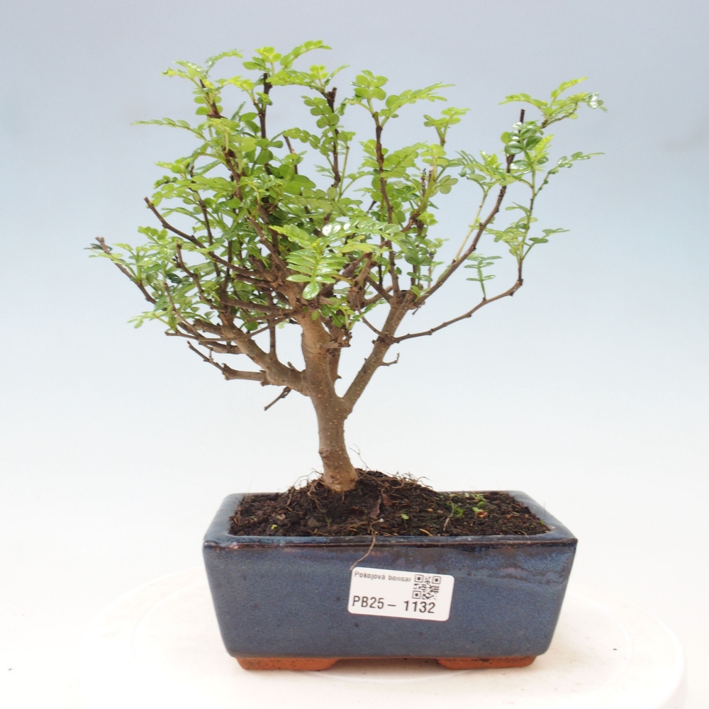 Izbová bonsai - Zantoxylum piperitum - piepor