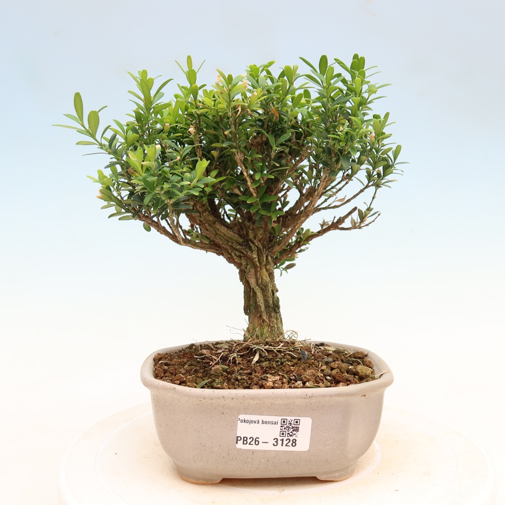 Izbové bonsaje - Buxus harlandii - korkový buxus