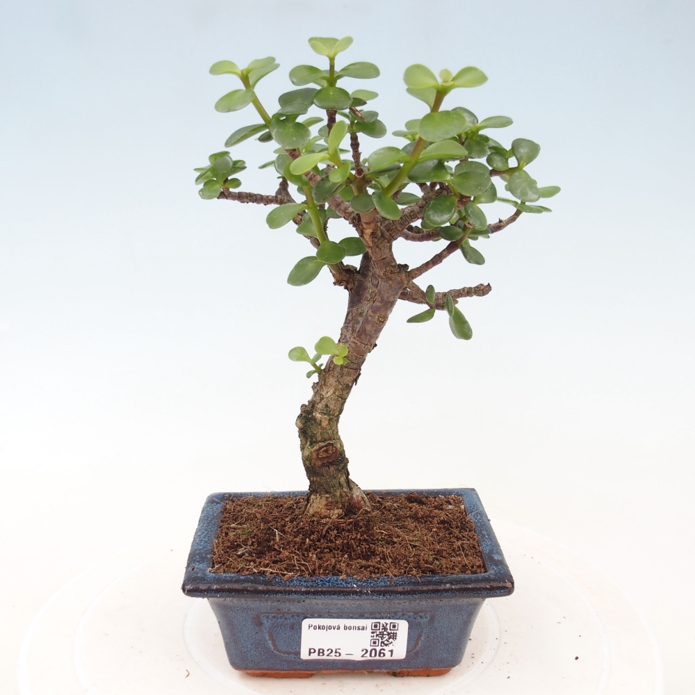 Izbová bonsai - Portulakaria Afra - Tlustice