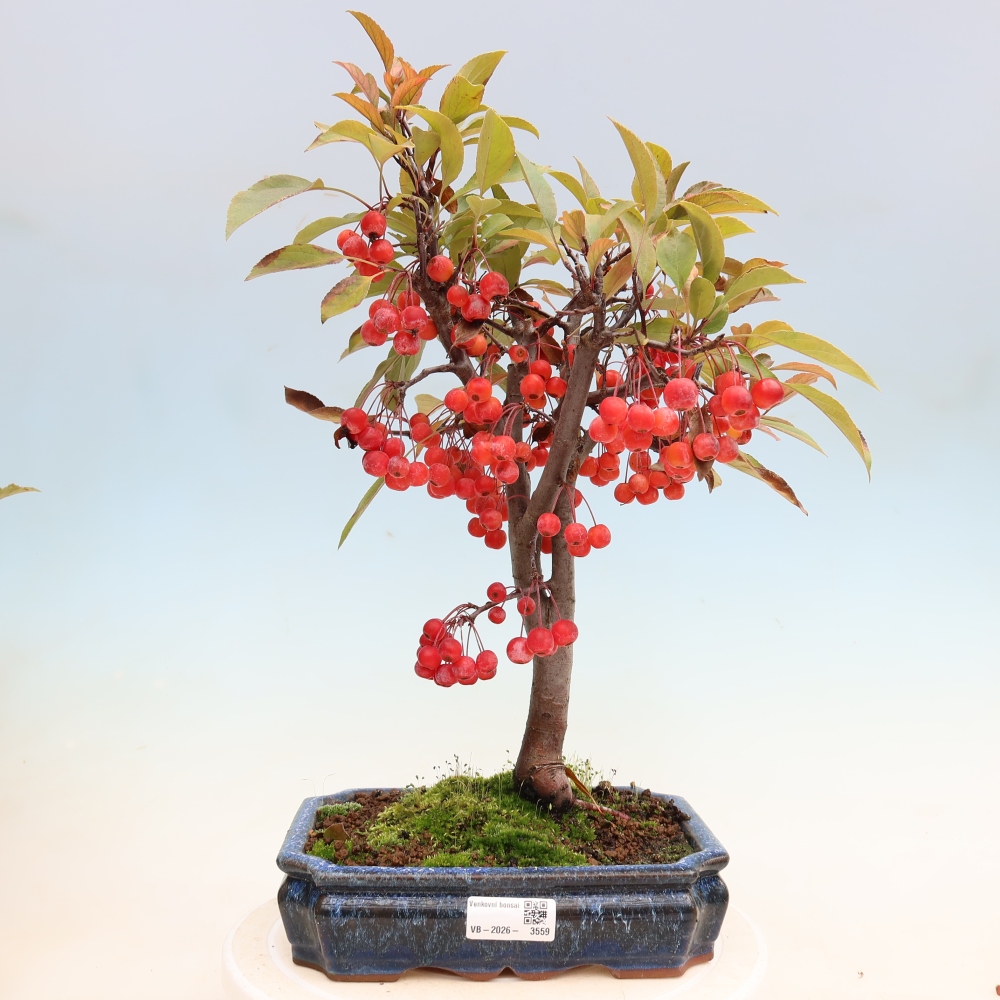 Vonkajšia bonsaj -Malus domestica - Maloplodá jabloň s červenými listami