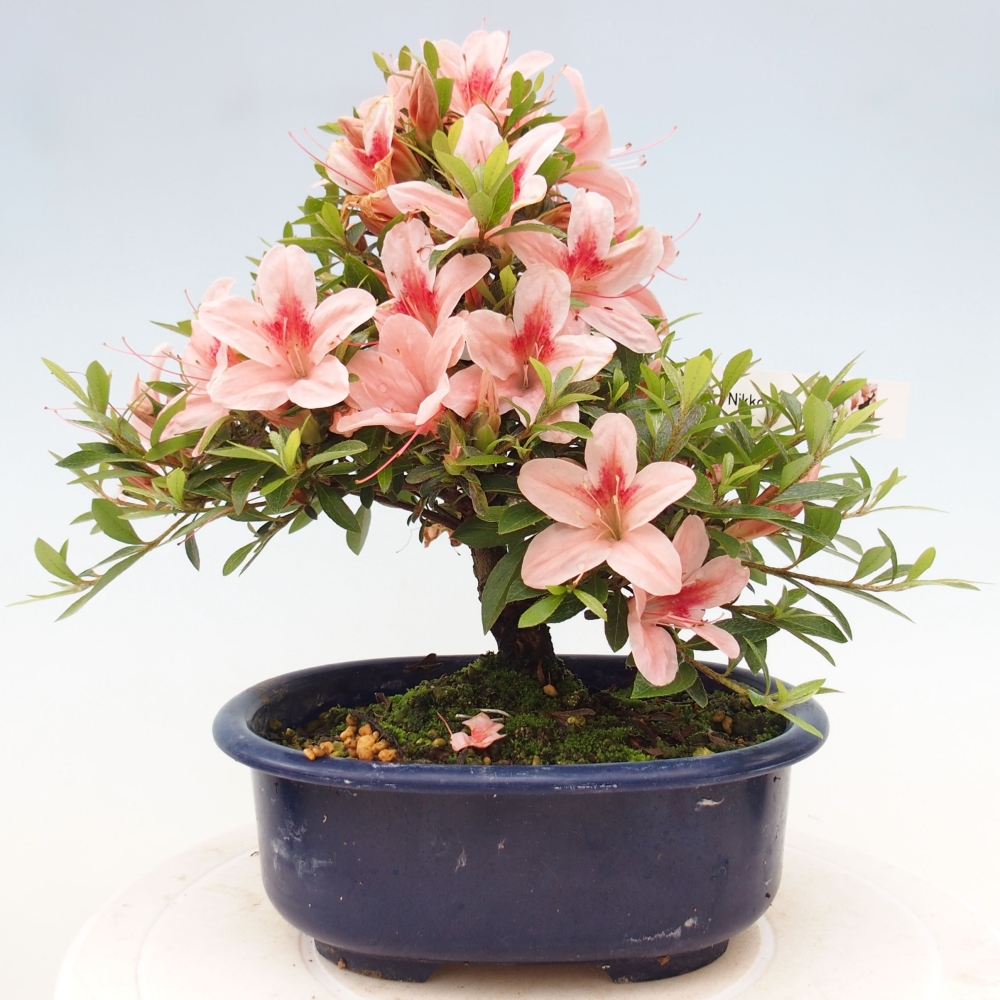 Vonkajší bonsai - Japonská azalka -  Azalea Nikko