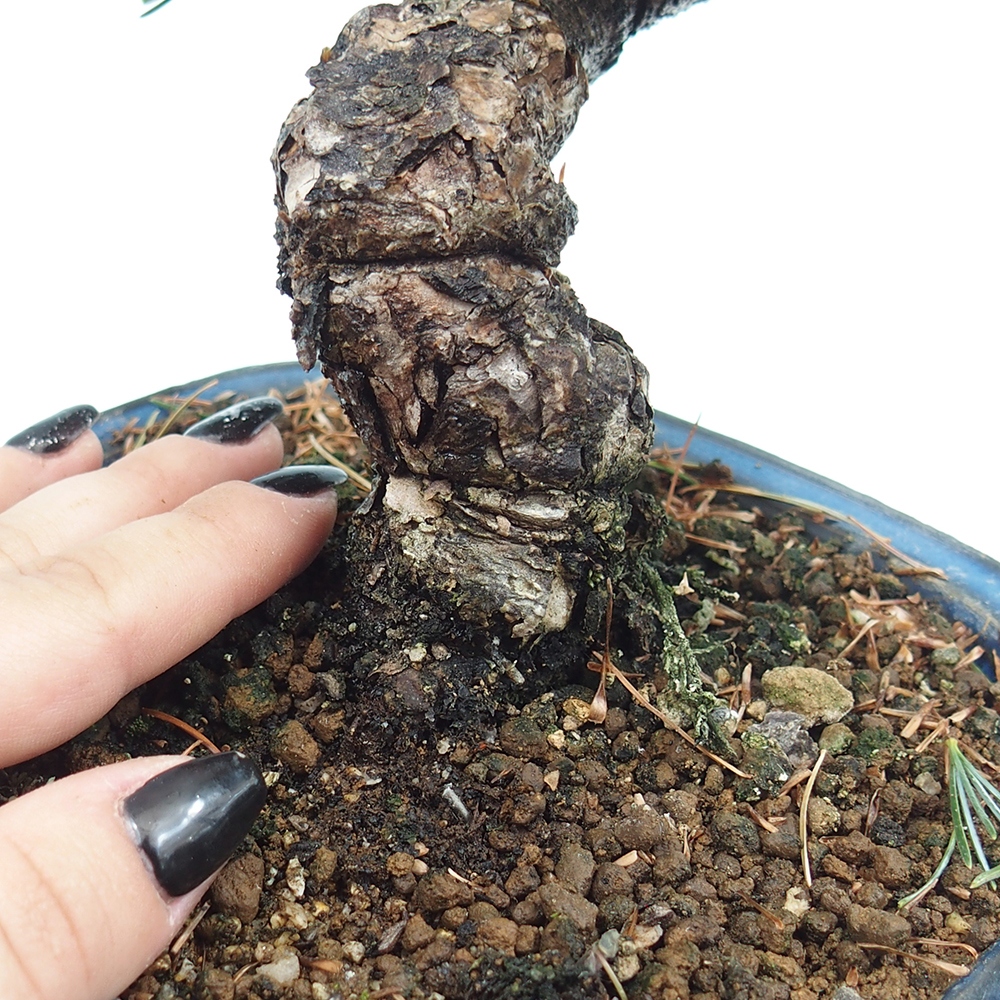 Vonkajšie bonsai - Pinus parviflora - Borovica drobnokvetá