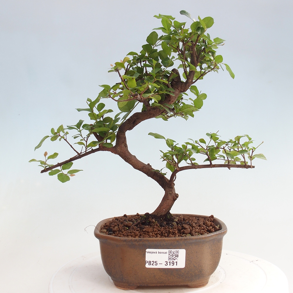 Izbová bonsai - Sagerécia thea - Sagerécia thea
