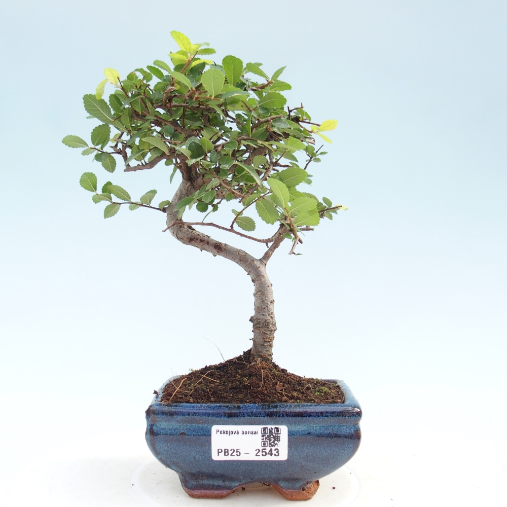 Izbová bonsai - Ulmus parvifolia - Malolistý jilm