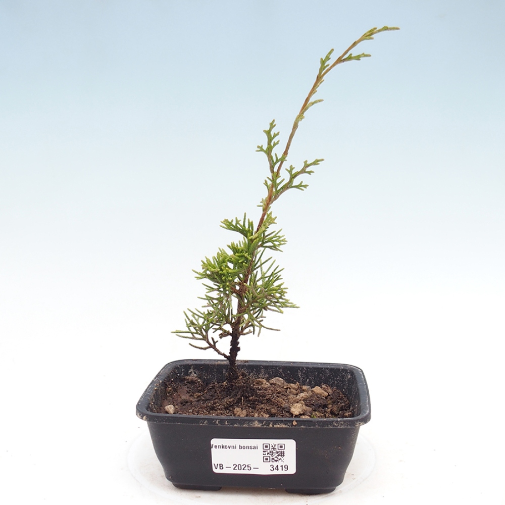 Vonkajší bonsaj - Juniperus chinensis Itoigawa