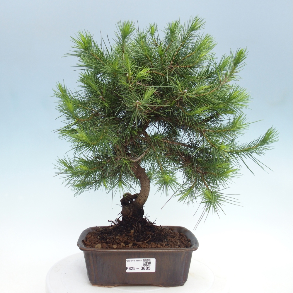 Izbový bonsaj - Pinus halepensis - Borovica aleppská
