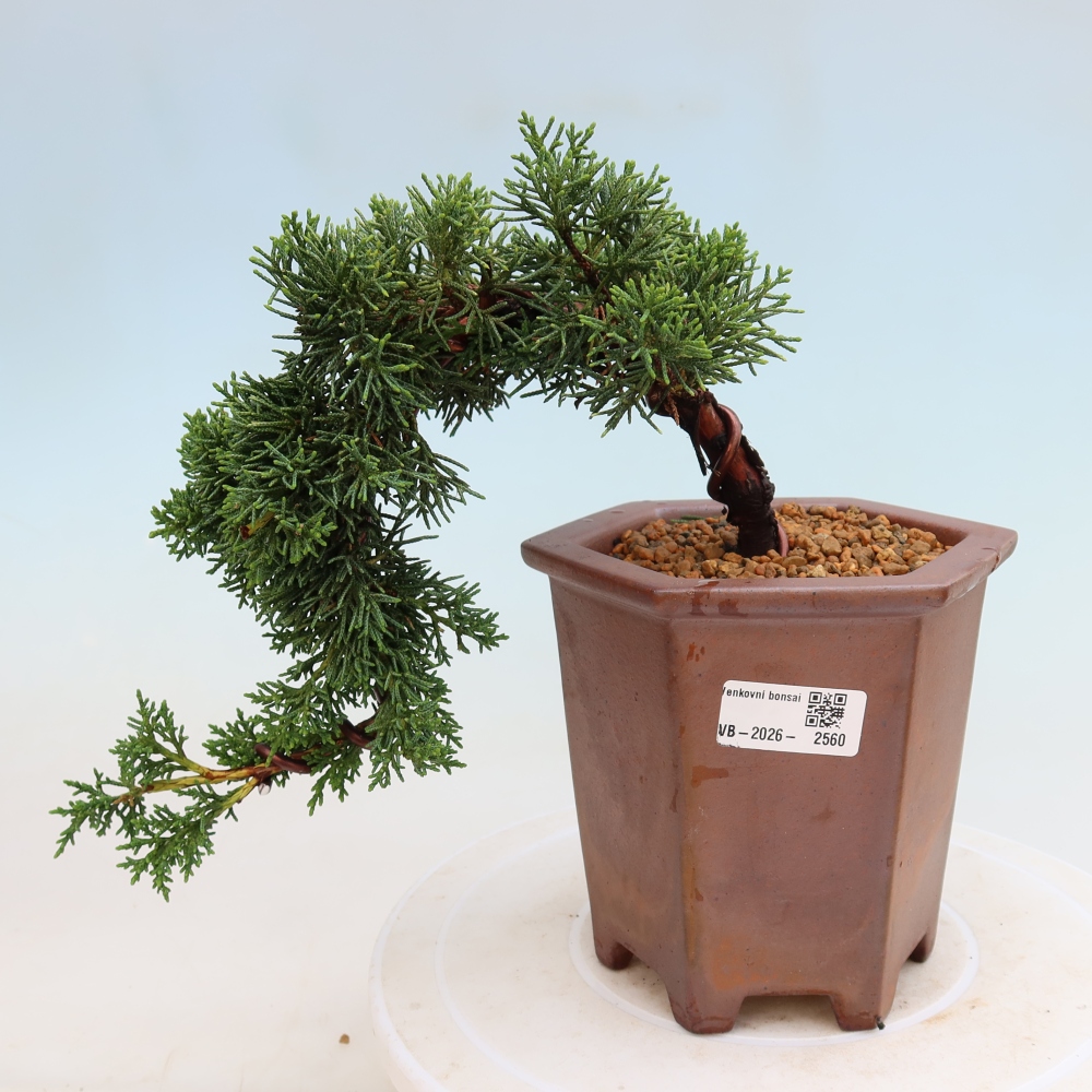 Vonkajší bonsaj - Juniperus chinensis Kishu