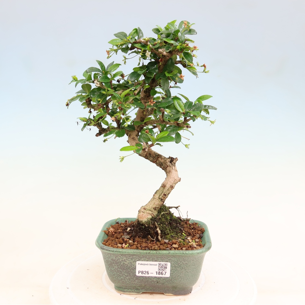 Izbové bonsaje - Carmona macrophylla - Tea fuki