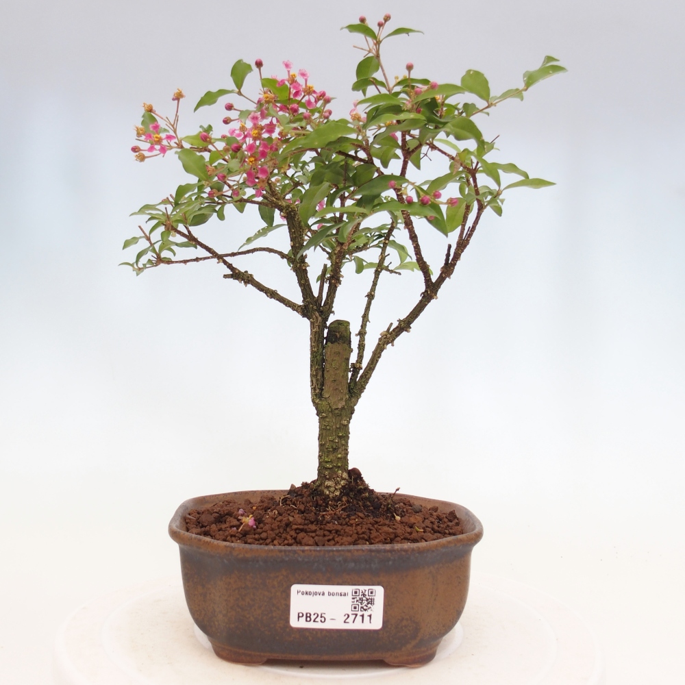 Izbová bonsai - Malpighia coccigera- Barbdorská čerešňa
