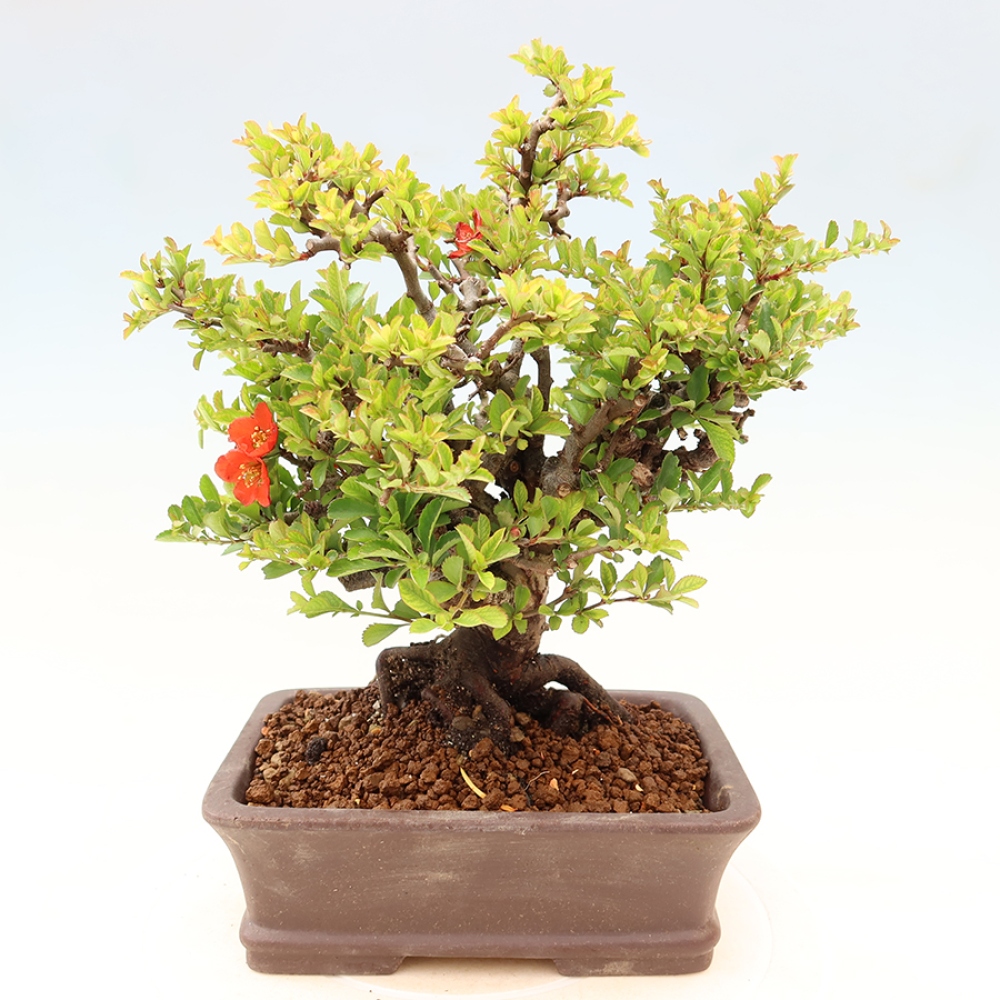 Vonkajší bonsaj - Chaneomeles speciosa Chojubai