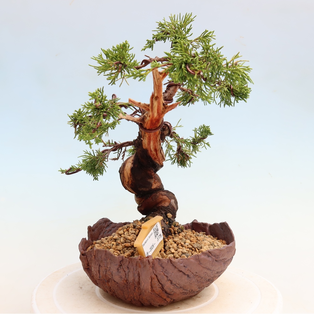 Vonkajší bonsai – Juniperus chinensis Itoigawa – čínsky jalovec