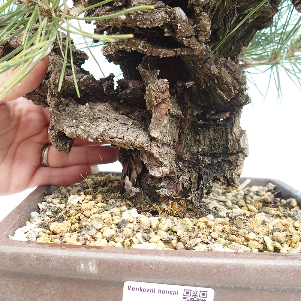 Vonkajšie bonsaje - Pinus thunbergii - borovica Thunbergova