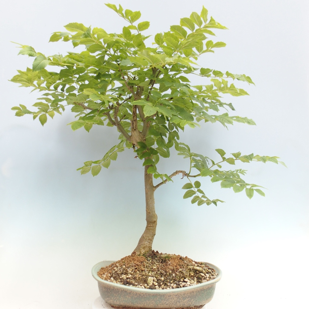 Vonkajší bonsai - Fraxinus - Jaseň