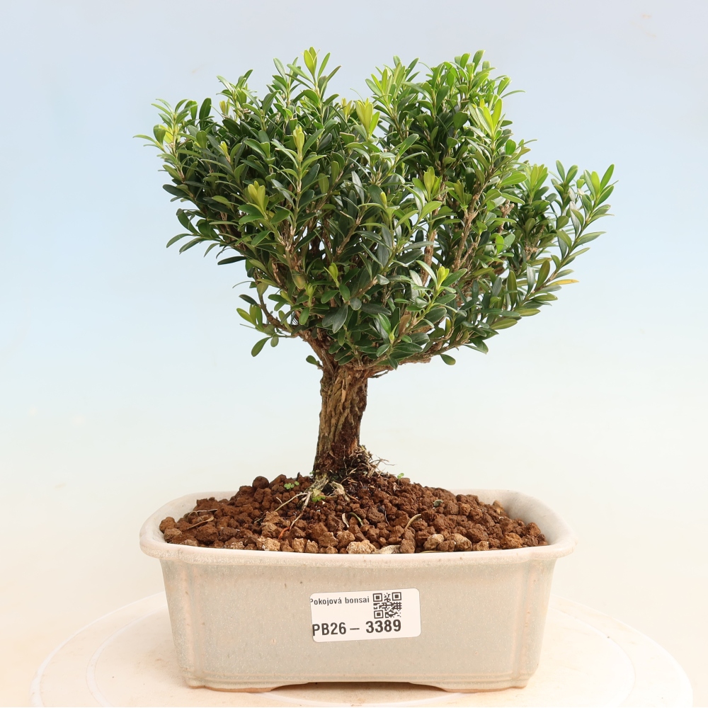 Izbové bonsaje - Buxus harlandii - korkový buxus