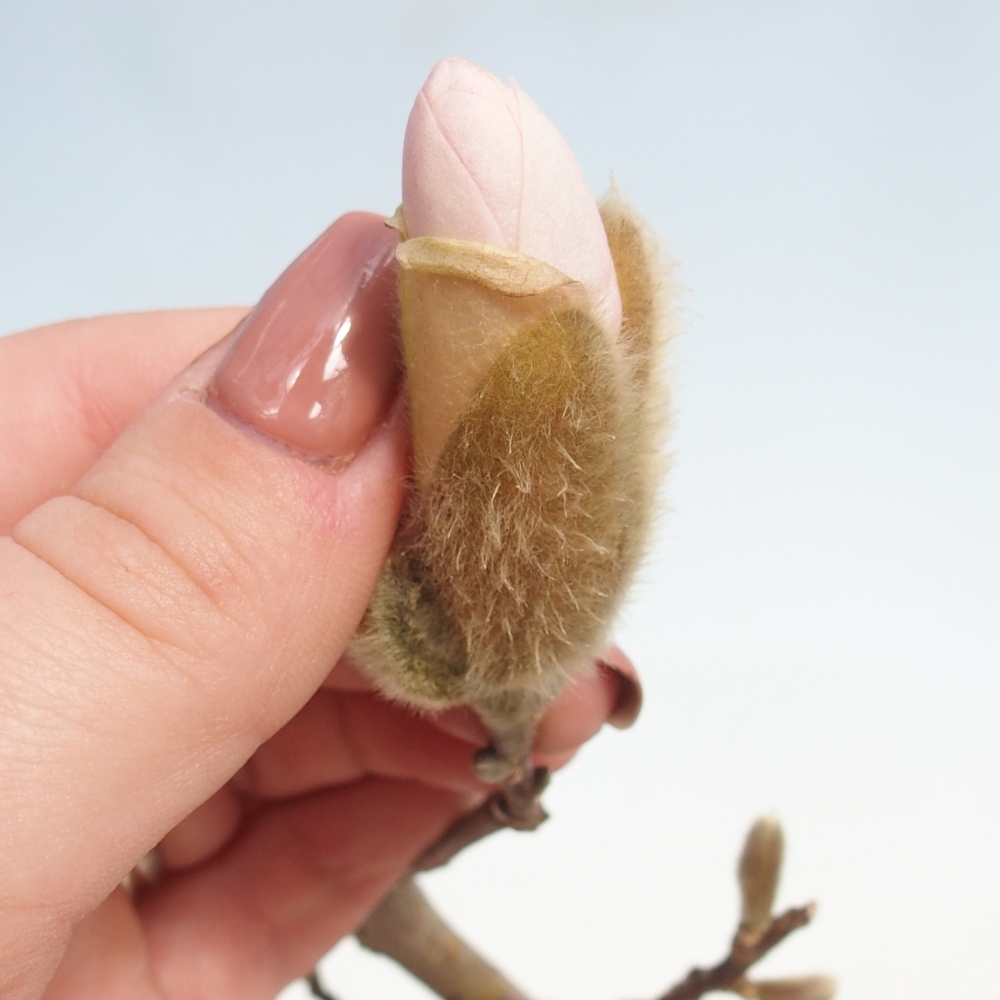 Vonkajšie bonsaje - Magnolia stellata